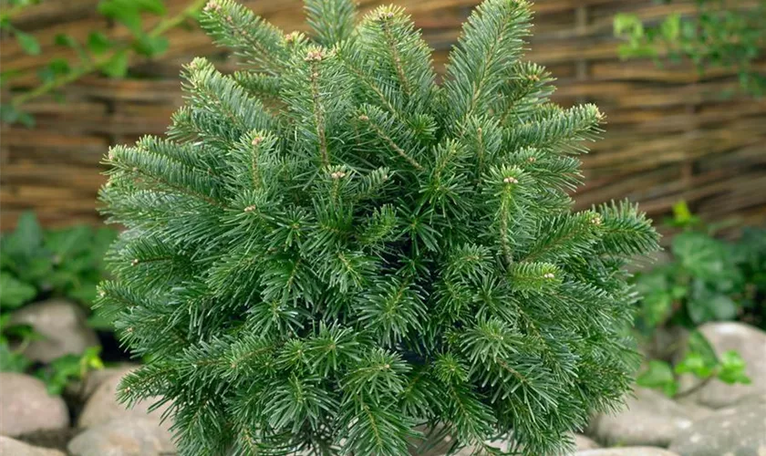 Abies lasiocarpa 'Steven Blue'