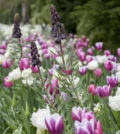 Stauden und Blumenzwiebeln kombinieren