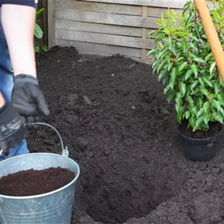 Portugiesische Kirschlorbeer - Einpflanzen im Garten