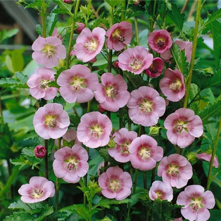 Anisodontea scabrosa 'Miss Pinky'