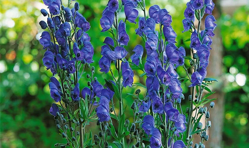 Aconitum napellus 'Kleiner Ritter'