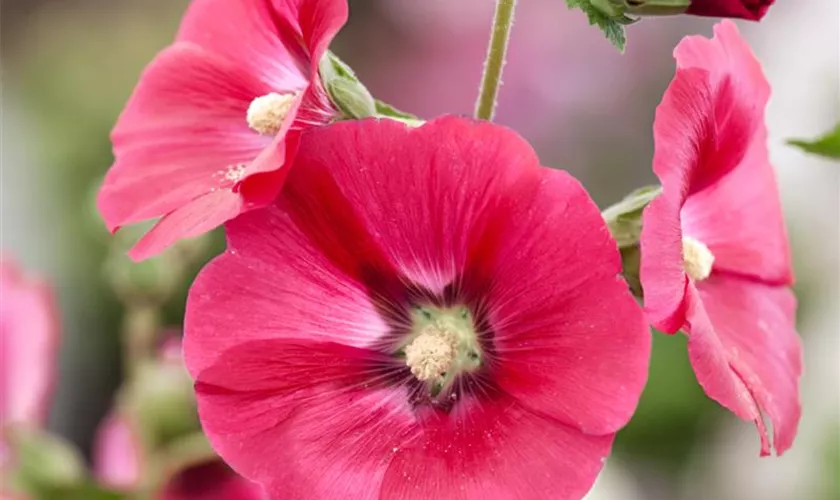 Alcea ficifolia 'Halo'