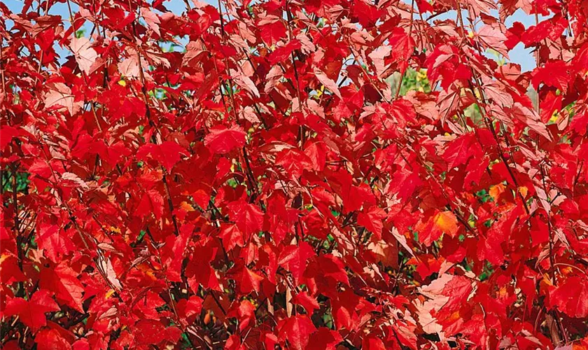 Acer rubrum 'Fairview Flame'