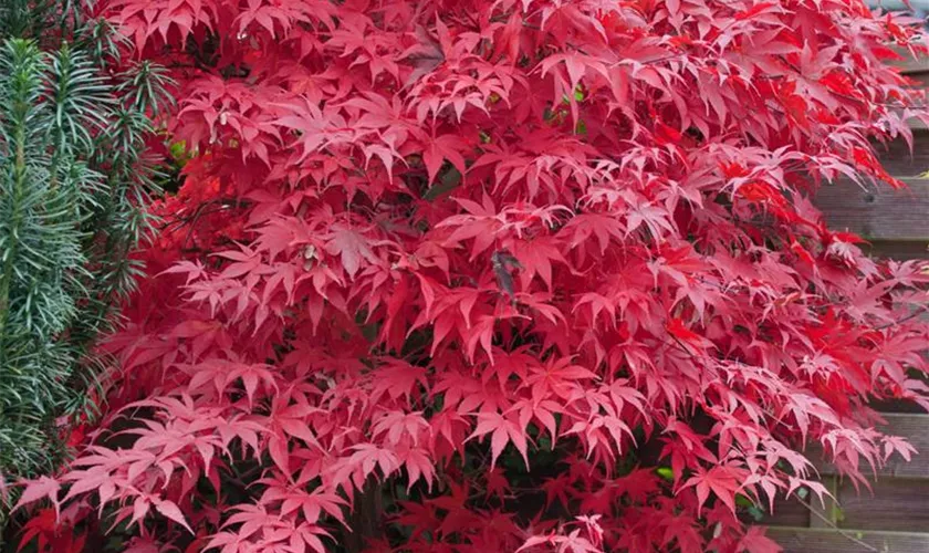 Acer palmatum 'Korean Gem'