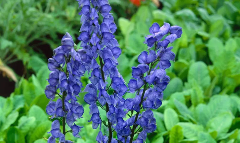 Aconitum x cammarum 'Bressingham Spire'