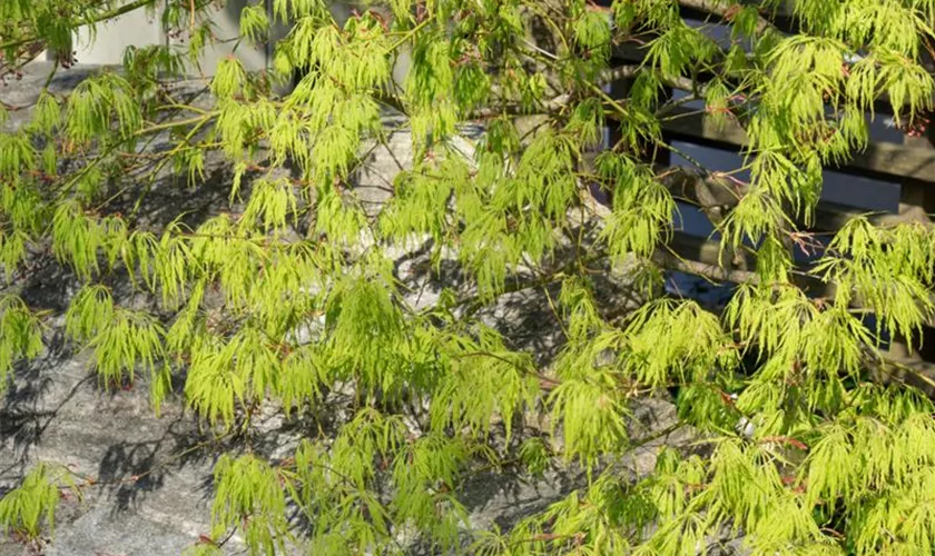 Acer palmatum 'Koto Ito Komachi'