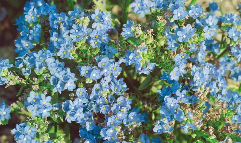 Große Garten-Ochsenzunge 'Blue Angel'