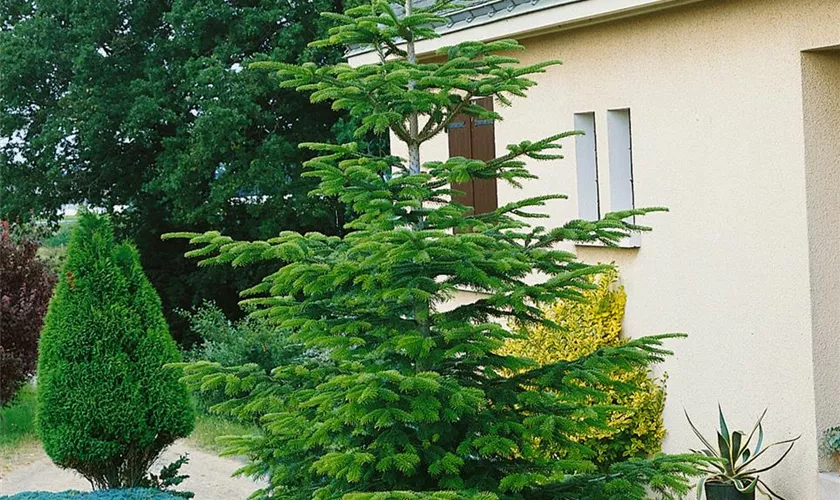 Abies nordmanniana 'Robusta'