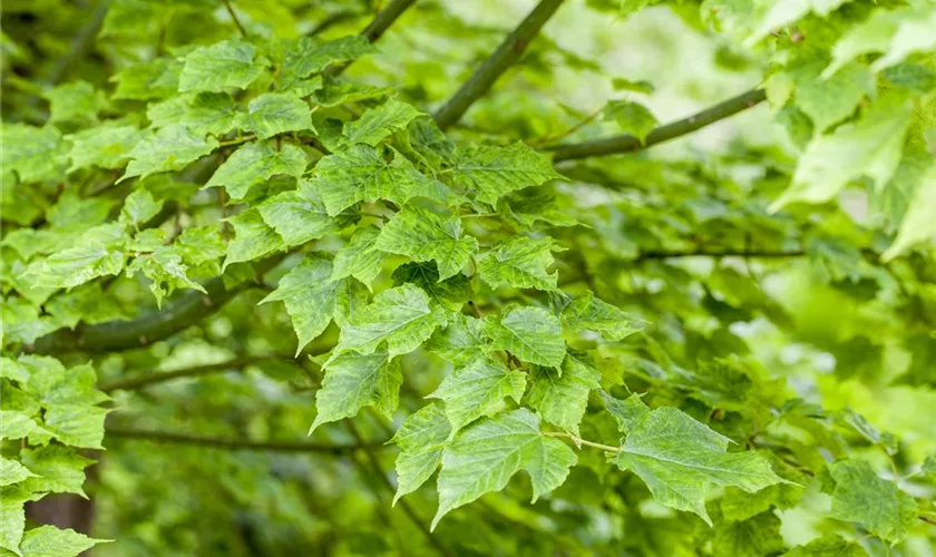 Schlangenhaut-Ahron 'Purple Bark'