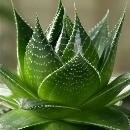 Aloe 'Tiki Tahi'