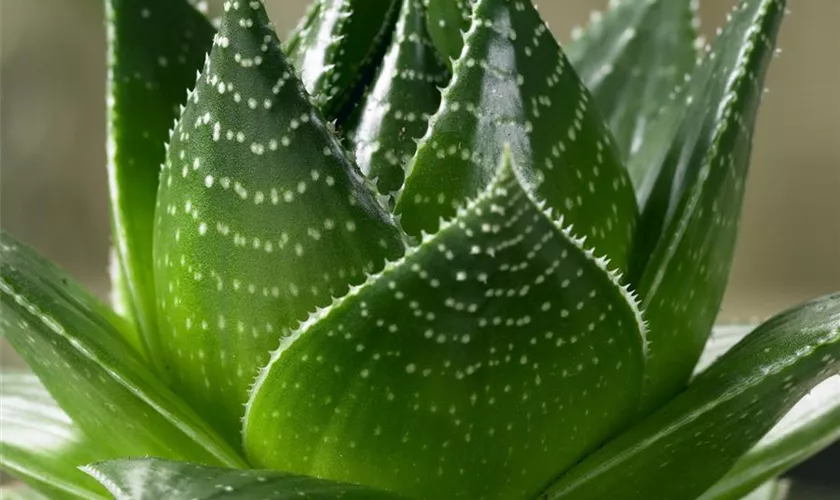 Aloe 'Tiki Tahi'