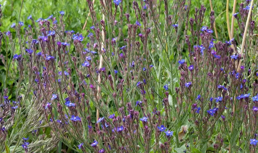 Große Garten-Ochsenzunge 'Feltham Pride'