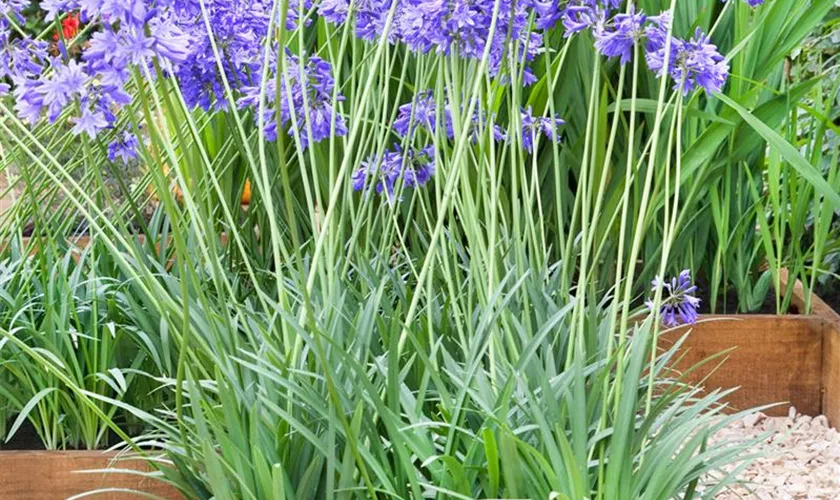 Agapanthus africanus 'Amourette® Blue'