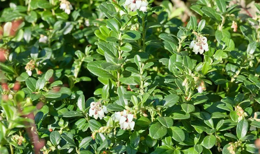 Arctostaphylos uva-ursi 'Snowcap'