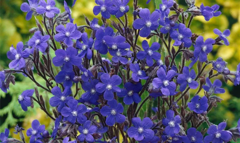 Große Garten-Ochsenzunge 'Loddon Royalist'