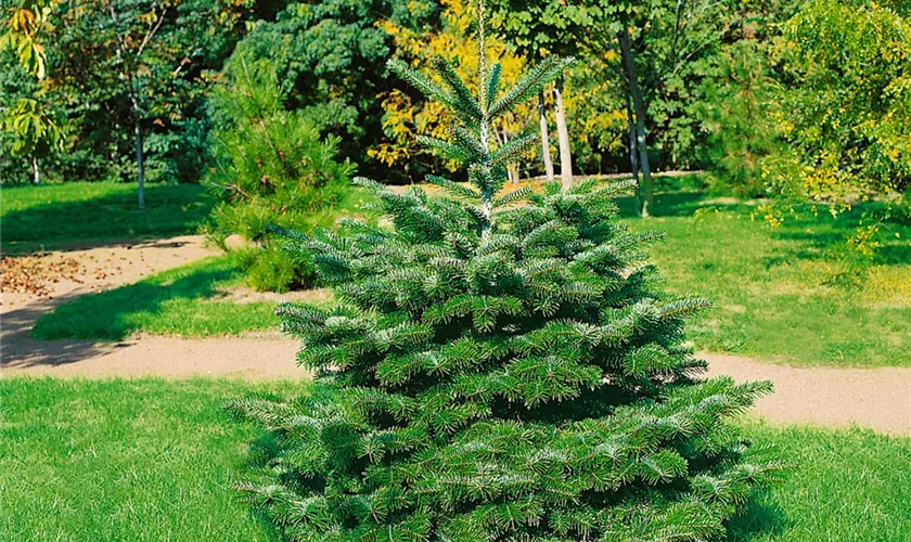 Abies nordmanniana 'Dobrichovice'