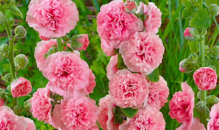 Alcea rosea 'Pleniflora Lachsrosa'