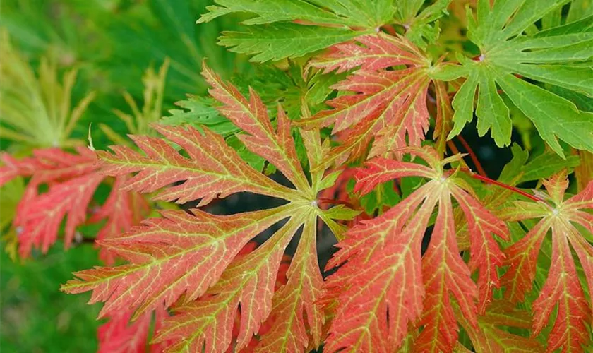 Acer palmatum 'Lemon Chiffon'