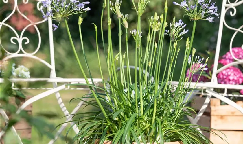 Agapanthus africanus 'Atlantic Ocean'