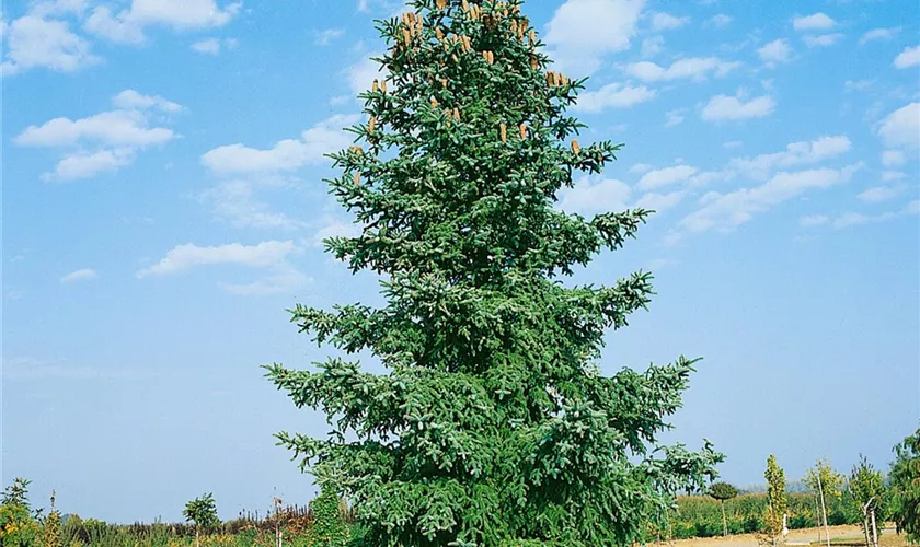 Abies nordmanniana 'Fastigiata'