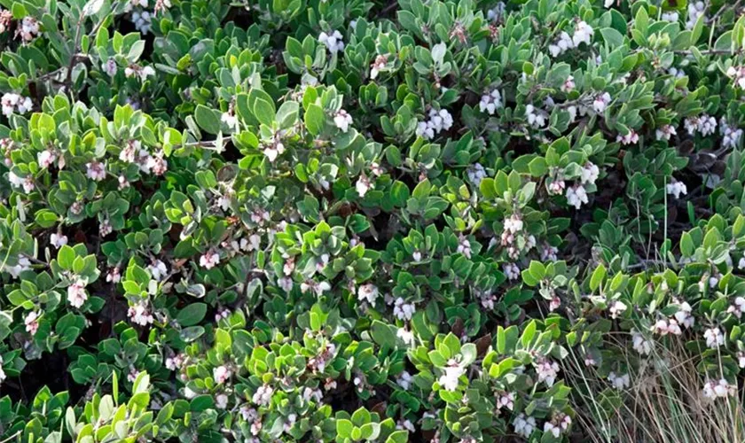 Arctostaphylos uva-ursi 'Point Reyes'