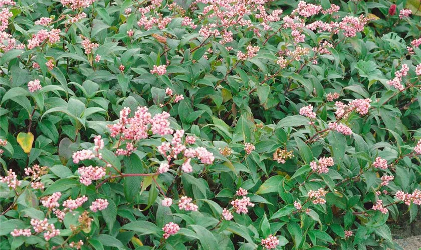 Garten-Glockenknöterich 'Rosenrot'