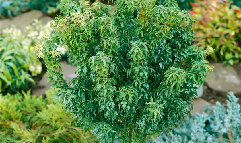 Acer palmatum 'Little Princess'