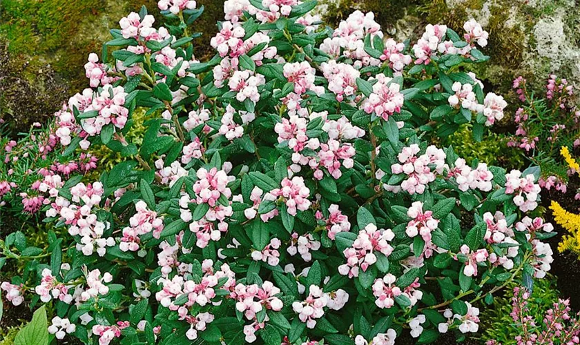 Lavendelheide 'Macrophylla'