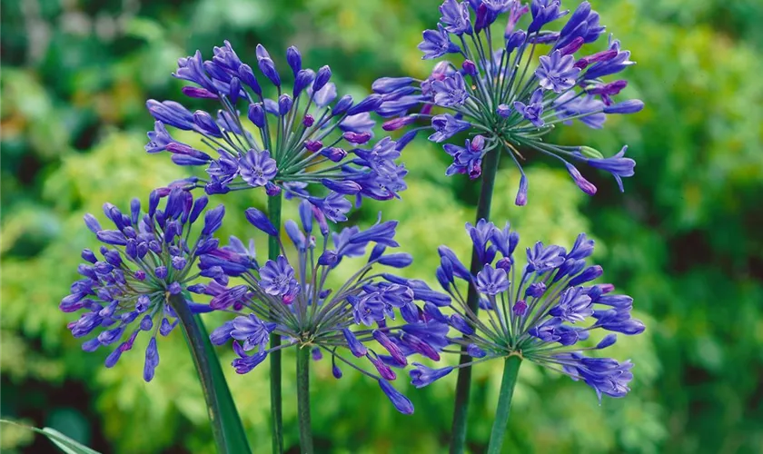 Agapanthus africanus 'Back in Black'