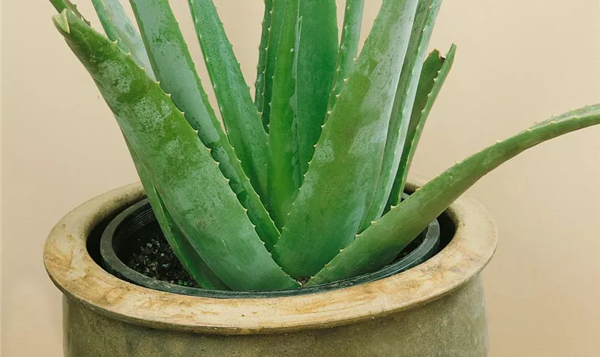 Aloe 'Cosmos'