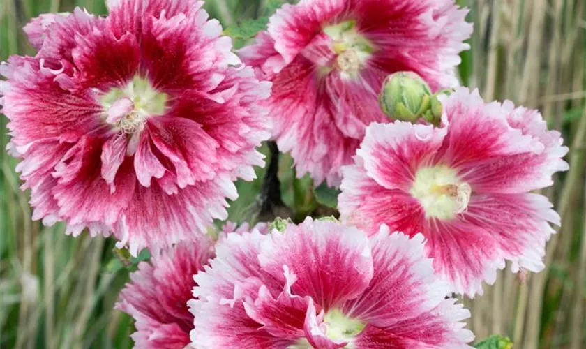 Alcea rosea 'Fiesta Time'