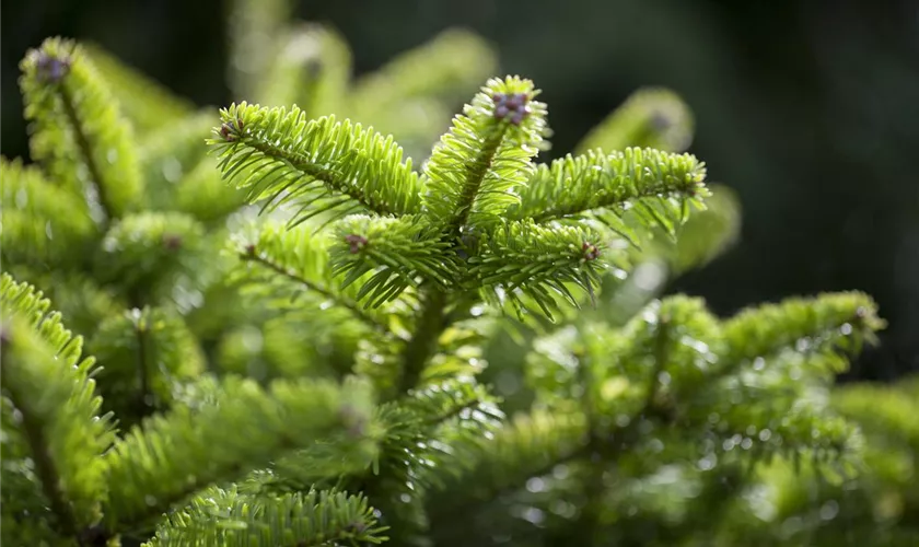 Abies nordmanniana 'Münsterland'