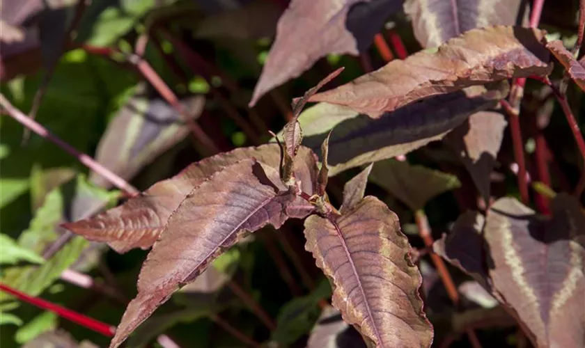 Kleinköpfiger Knöterich 'Red Dragon'