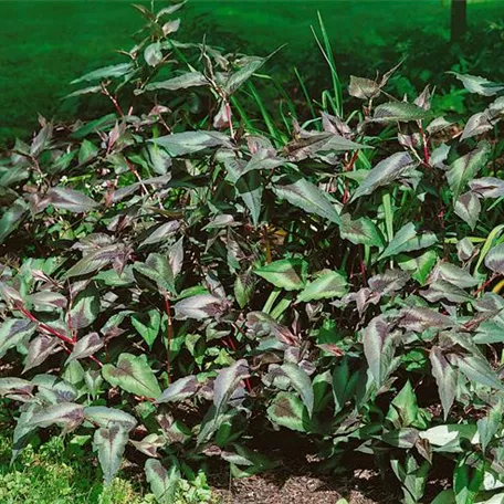 Persicaria hydropiper