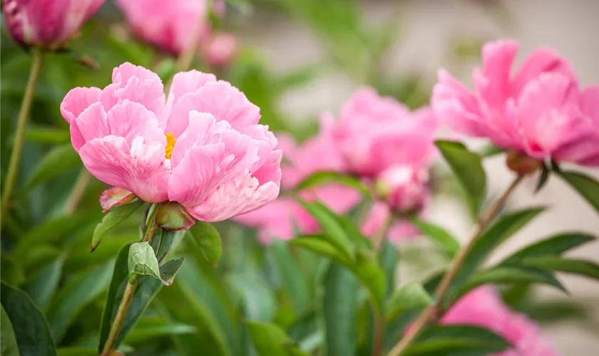 Paeonia lactiflora, rosa