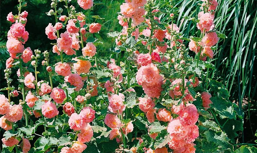 Alcea rosea 'Peaches `n´ Dreams'