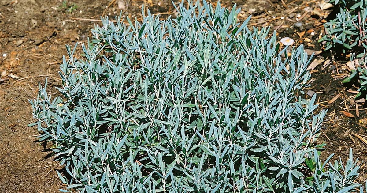 Andromeda Polifolia Blue Lagoon Pflanze Pflege Tipps Floragard