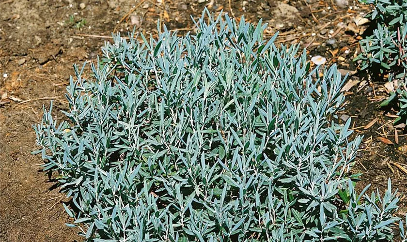 Lavendelheide 'Blue Lagoon'