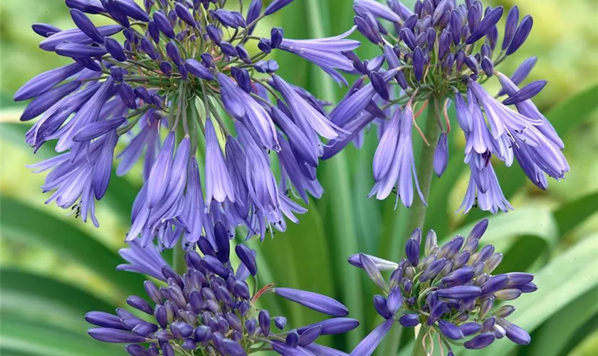 Agapanthus africanus 'Blue Triumphator'