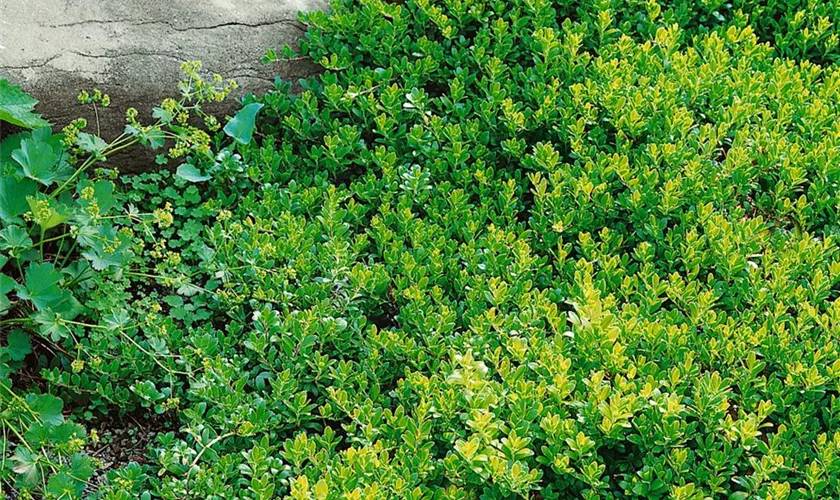 Arctostaphylos uva-ursi 'Vulcan Peak'