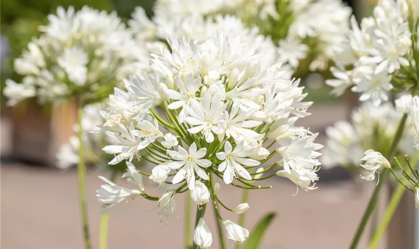 Agapanthus africanus 'Bridal Bouquet'