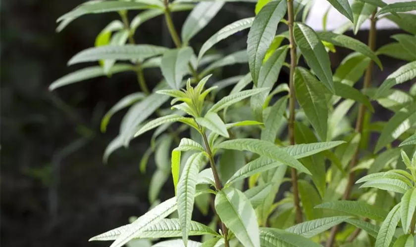 Aloysia triphylla 'Freshman'