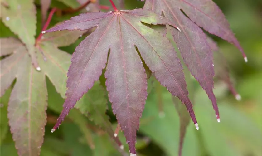 Acer palmatum 'Moonfire'