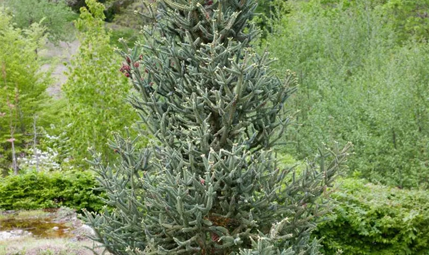 Abies pinsapo 'Fastigiata'