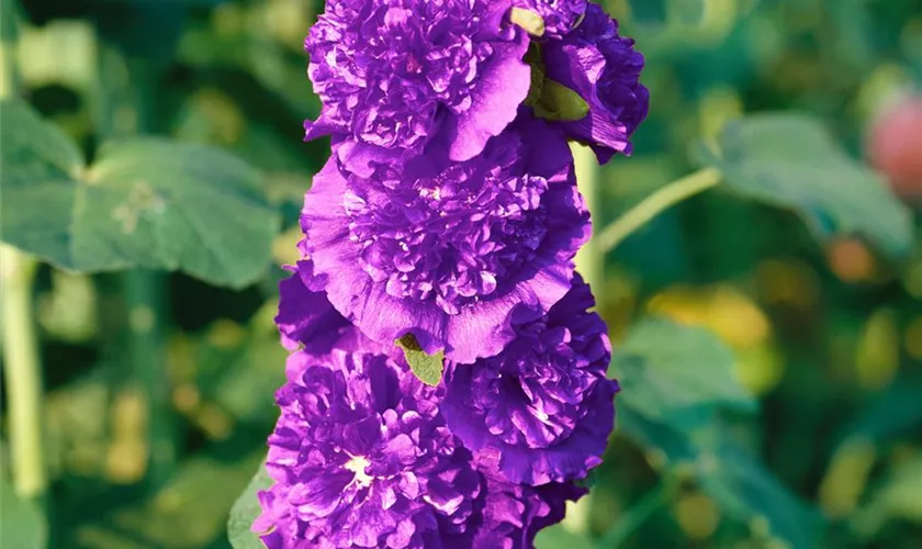 Alcea rosea 'Pleniflora Violett'