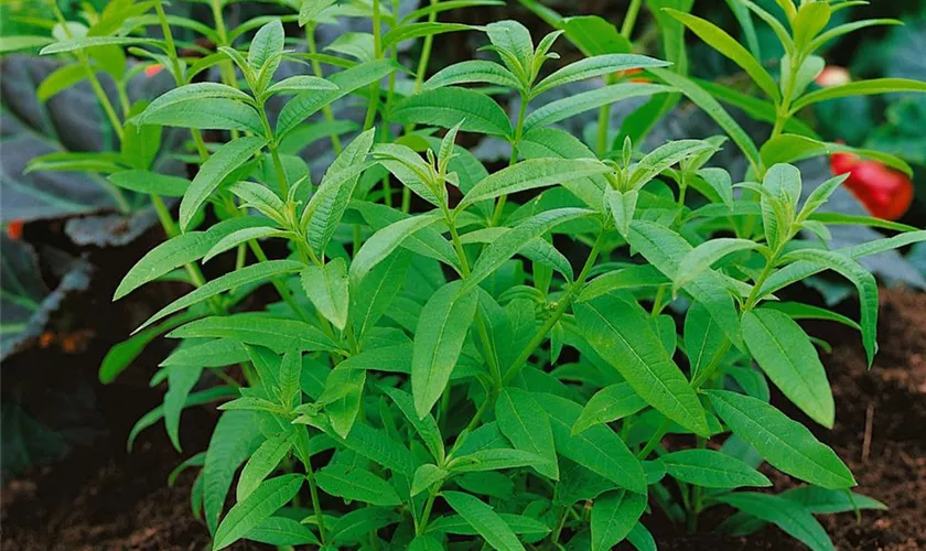 Aloysia triphylla 'Orange'