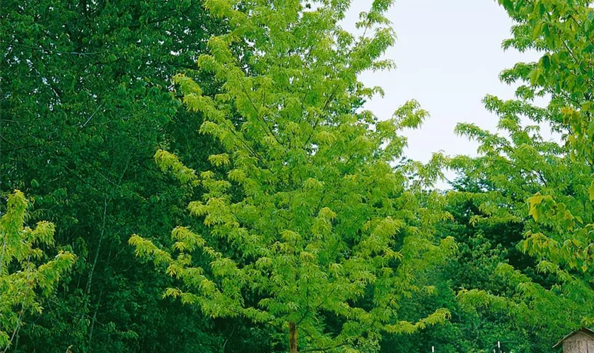 Silberahorn 'Asplenifolium'