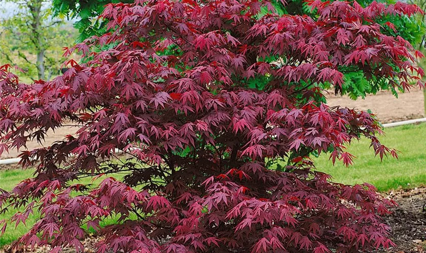 Acer palmatum 'Okagami'