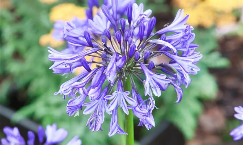 Agapanthus africanus 'Navy Blue'