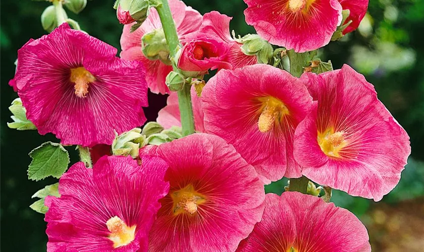 Alcea rosea 'Simplex'